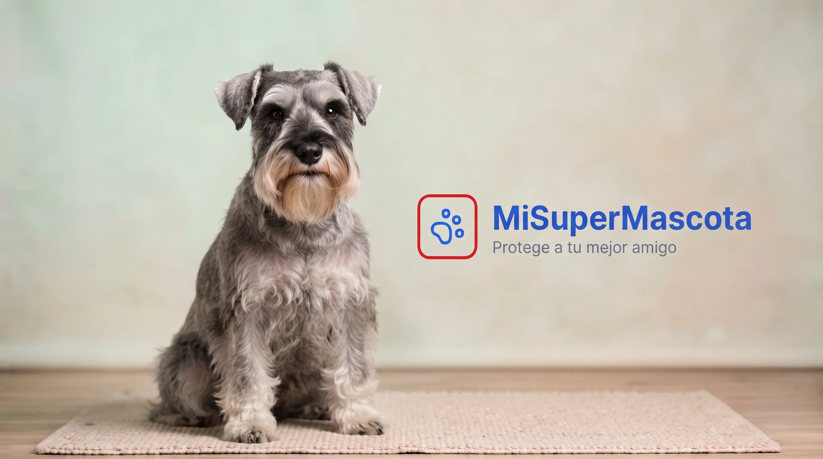 Fotografía de estudio de un perro Schnauzer Miniatura gris sal y pimienta sentado sobre una alfombra, con el logo de "MiSuperMascota" y el eslogan "Protege a tu mejor amigo" a la derecha.
